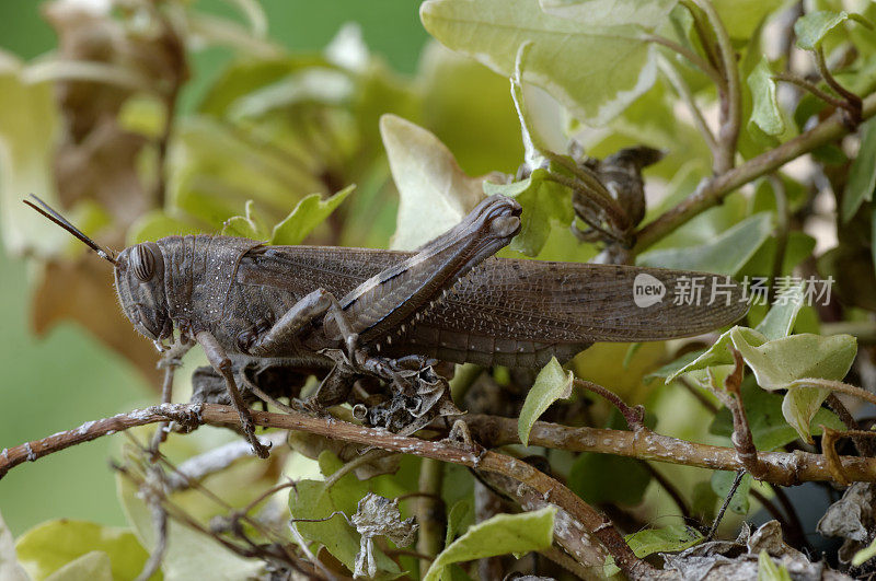 埃及蝗虫(Anacridium aegyptium)